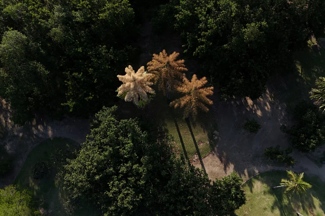 A drone view shows Talipot palms (Corypha umbraculifera), a species native to southern India and Sri Lanka, blooming for the first time in about 50 years and flowering only once in its lifetime, at the Aterro do Flamengo park in Rio de Janeiro, Brazil November 28, 2025. REUTERS/Pilar Olivares