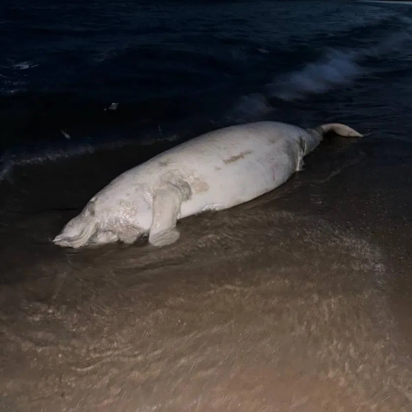 The dugong was found floating in the waters off Bedok Jetty on June 6, before it eventually washed ashore and was discovered further along the East Coast Park beach.