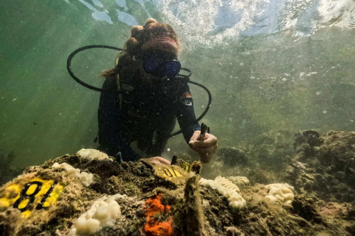 FILE PHOTO: NOAA intern and University of Miami Ph.D candidate, Allyson DeMerlis grabbles samples of corals she planted in December of 2022 that have now already bleached fully in Miami, Flordia, U.S., July 14, 2023. REUTERS/Maria Alejandra Cardona
