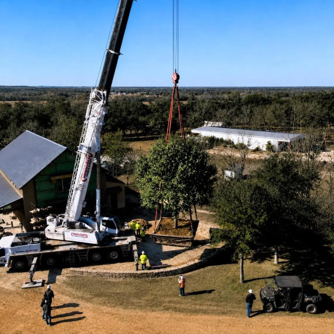 Environmental Design Inc's residential crane move, placing a large boxed tree into a backyard for immediate landscape scale.
