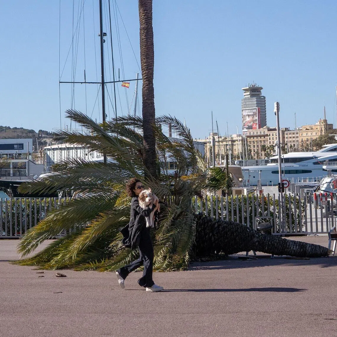 A pedestrian holding a dog walks past a fallen palm tree in Barcelona on Feb 12.