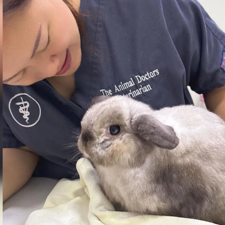 Dr Cathy Chan with a rabbit patient.