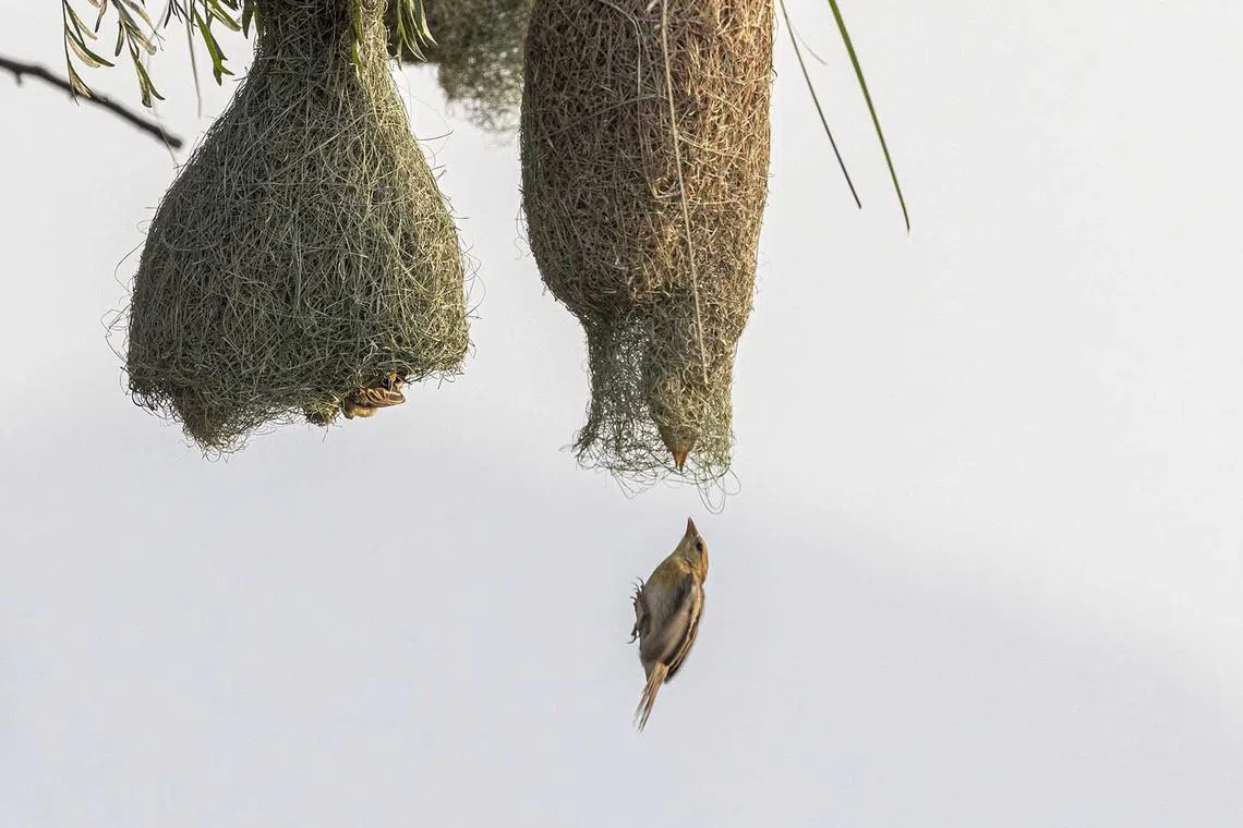 A common tailorbird builds its nest as the monsoon approaches in the forest of Bhaktapur, on the outskirts of the capital Kathmandu, Nepal, June 9.