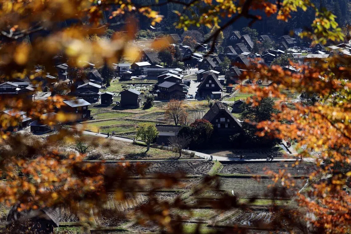 Traditional Gassho-style houses are seen through autumn-colored leaves at Shirakawa-go, a popular tourist spot and one of Japan’s UNESCO World Heritage sites, in Shirakawa village, Gifu Prefecture, Japan on Nov 15, 2025.
