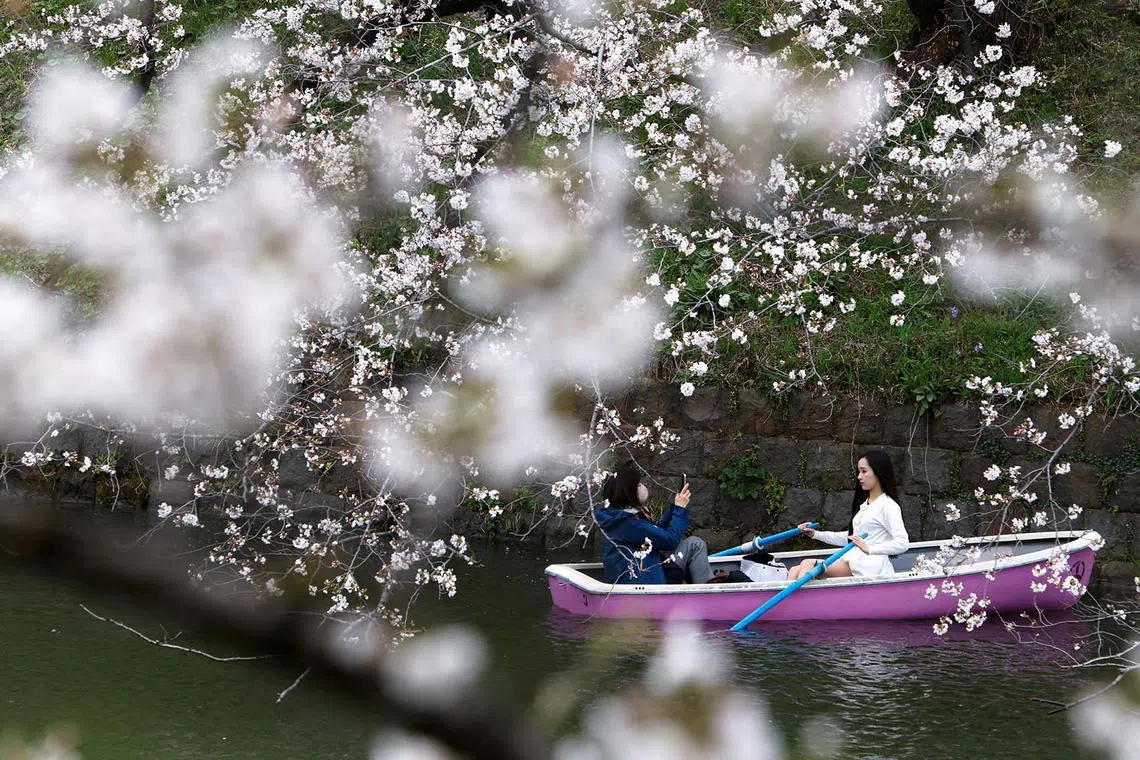 Visitors taking pictures on a boat next to cherry blossoms at Chidorigafuchi park in Tokyo, Japan, March 31, 2025. 