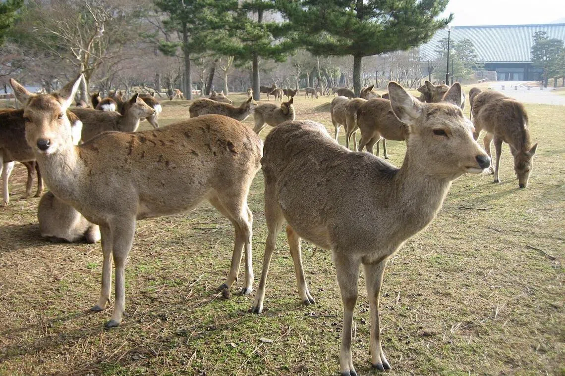 The deer in Nara are protected under the cultural properties protection law.