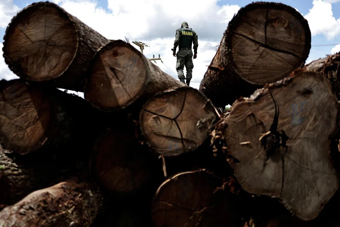 An official inspects a log extracted from the Amazon rainforest, at a sawmill in Brazil, during an operation to combat deforestation.
