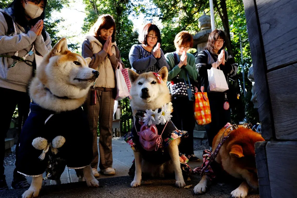 Pet owners praying with their pet dogs as they arrive for a Shichi-Go-San blessing, traditionally performed for young children to ask for health and happiness, at Zama Shrine in Zama, Kanagawa Prefecture, near Tokyo, Japan, Nov 14, 2023.