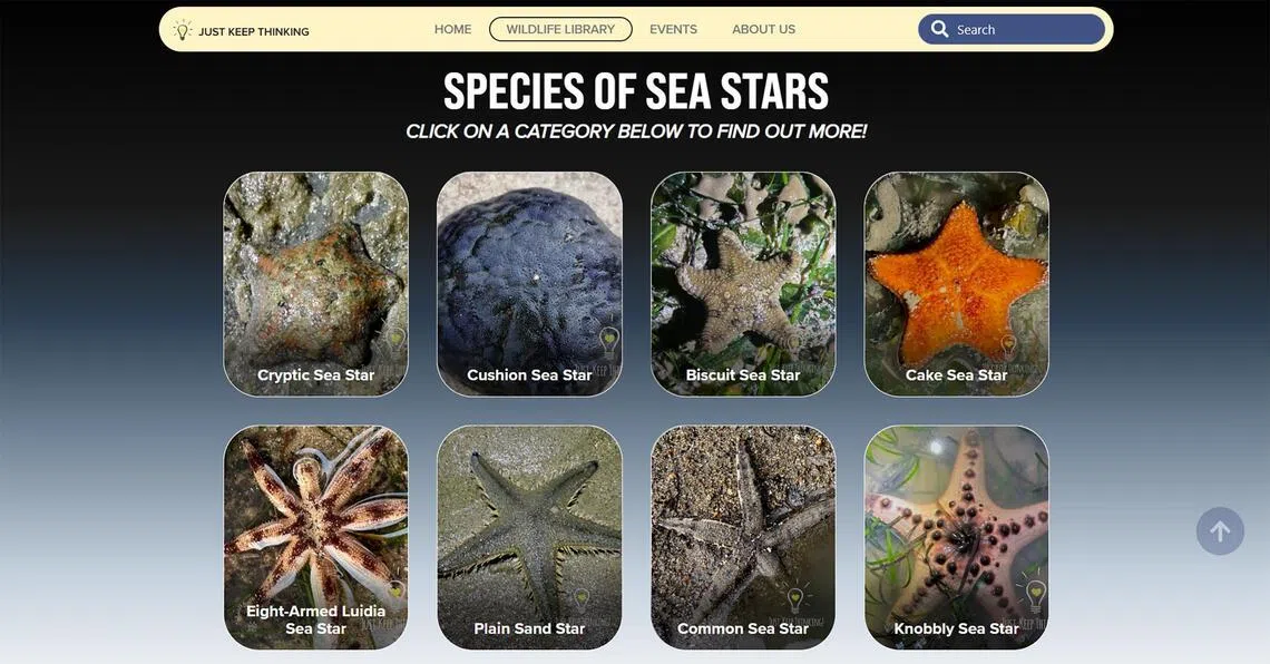 As at April 5, the wildlife library has around 80 entries, featuring species of intertidal creatures found in Singapore’s waters such as sea stars and sharks.