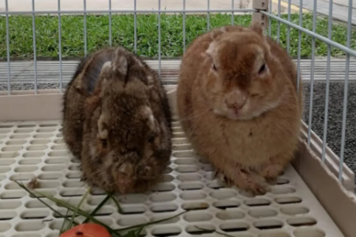 Two rabbits died after it was abandoned in a cage at a washing area in Ang Mo Kio on Dec 3.