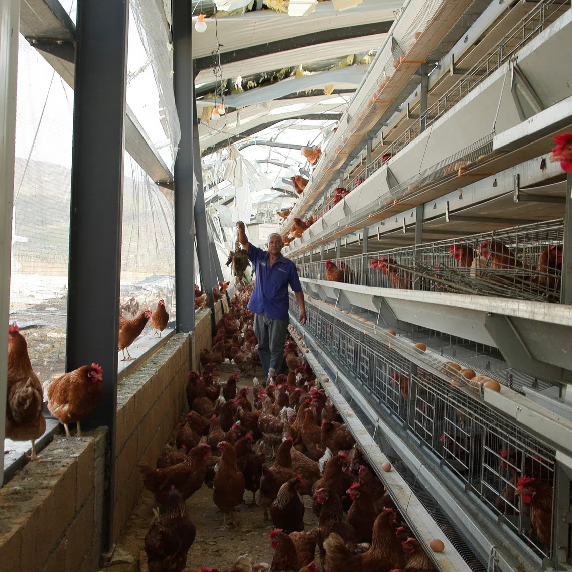 Osbourne Brumley, an egg farmer, stands at his ‘hurricane-proof’ egg-producing facility that was destroyed by Hurricane Melissa, in New Holland, St. Elizabeth Parish, Jamaica, November 1, 2025.  REUTERS/Maria Alejandra Cardona