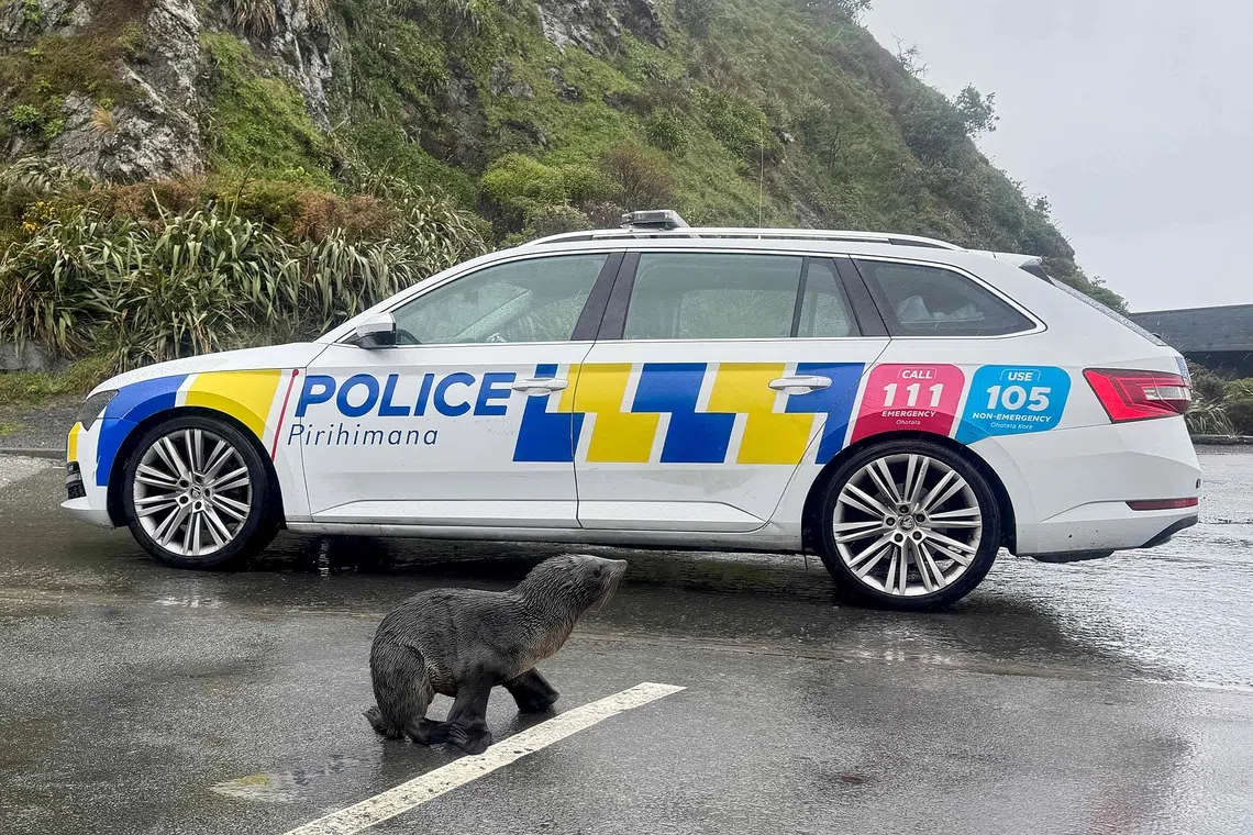 Nothing to seal here: New Zealand police help stranded pup home