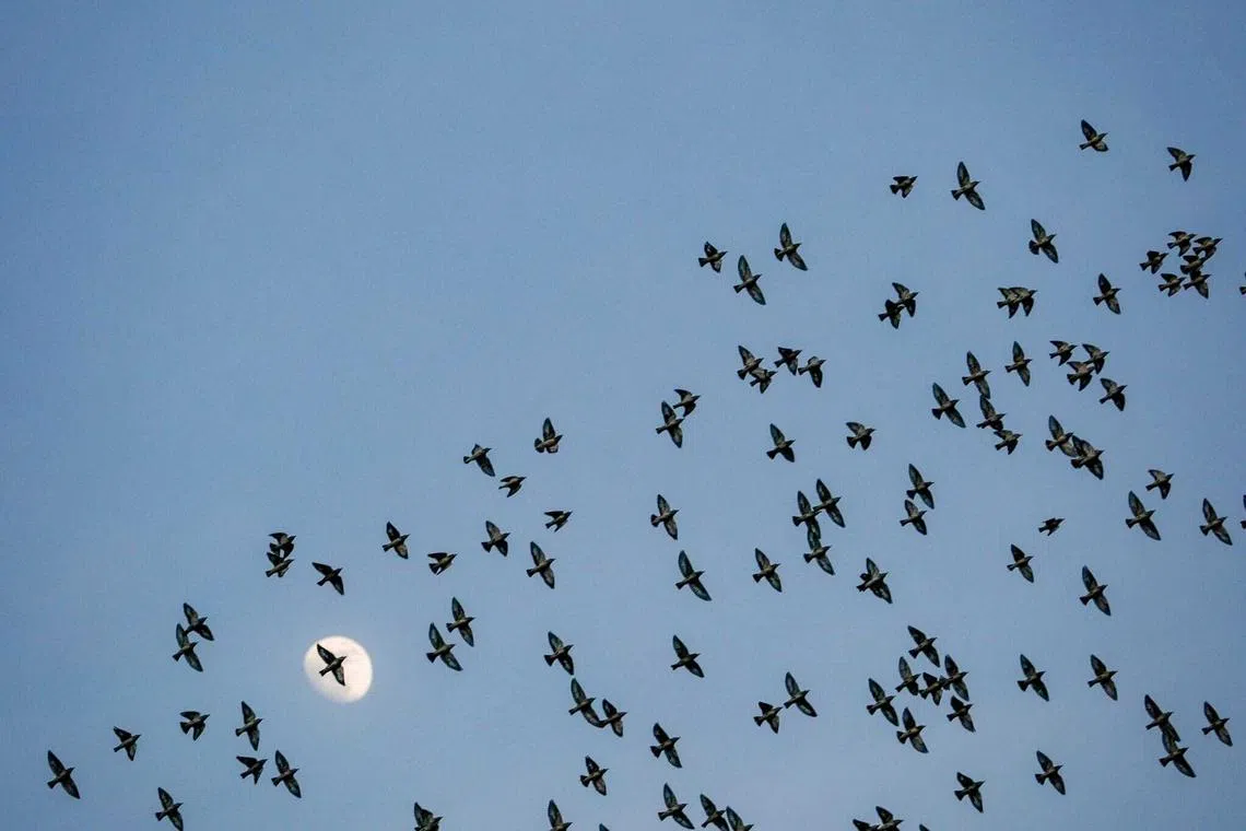 The daurian starlings were seen flying in huge flocks in formations for about 15 minutes at dusk before perching themselves on trees and calling it a day.