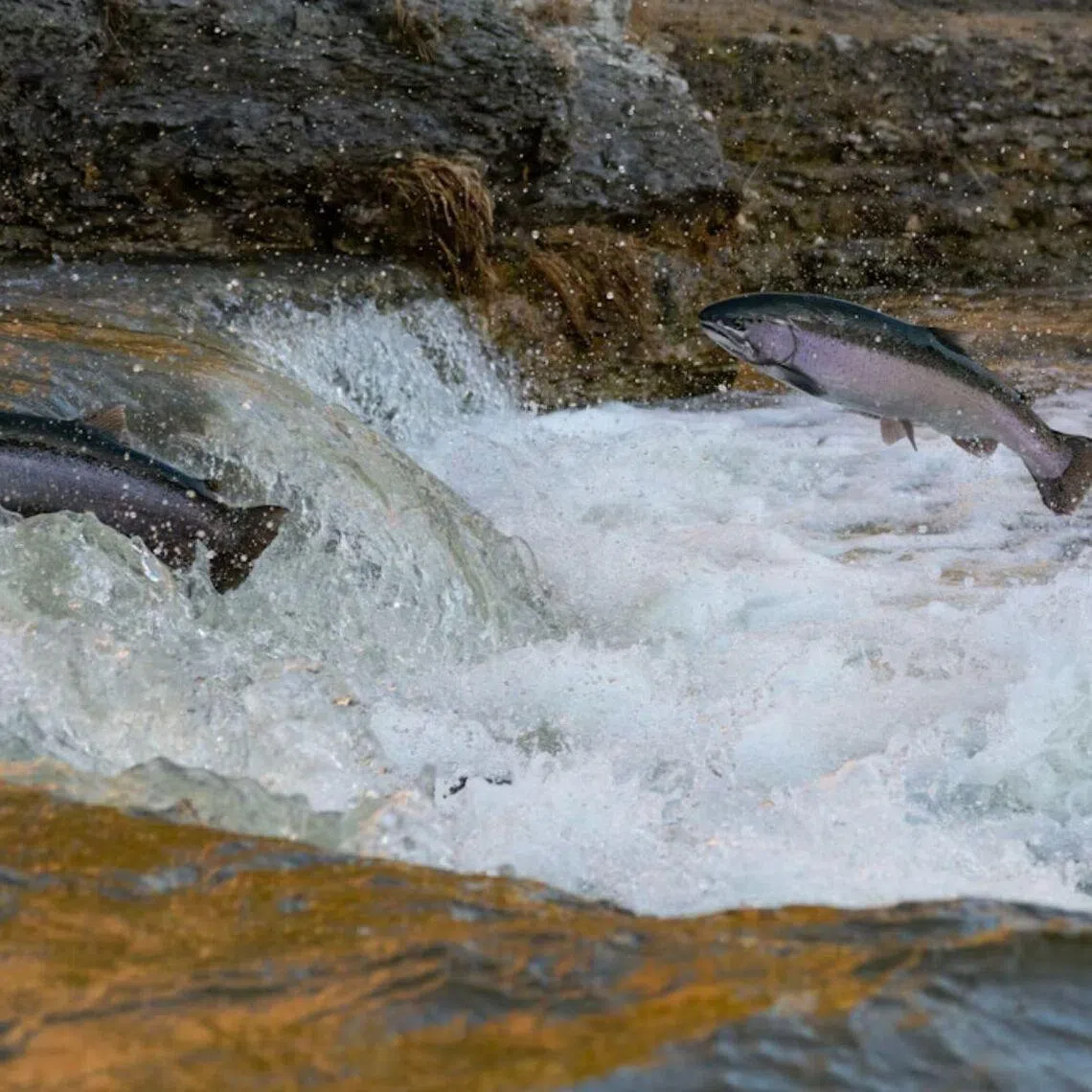 The study found that salmon exposed to cocaine travelled 1.9 times further per week than their clean-living control cousins.