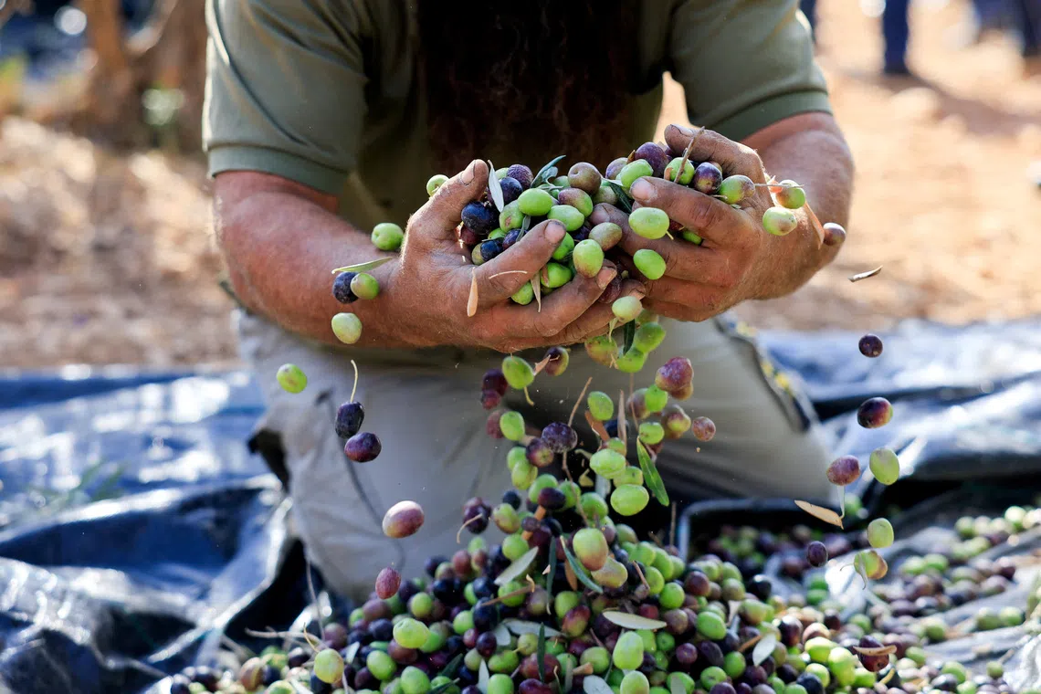 A Palestinian holds olives during harvest season, in the village of Maniya, near Bethlehem, in the Israeli-occupied West Bank, October 22, 2025. REUTERS/Mussa Qawasma