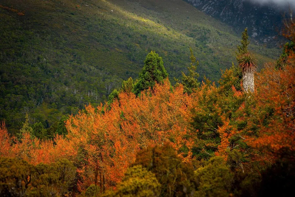 In autumn, Tasmania’s only native cool-climate deciduous tree – the fagus, or deciduous beech – transforms highland landscapes into a tapestry of gold and amber. 