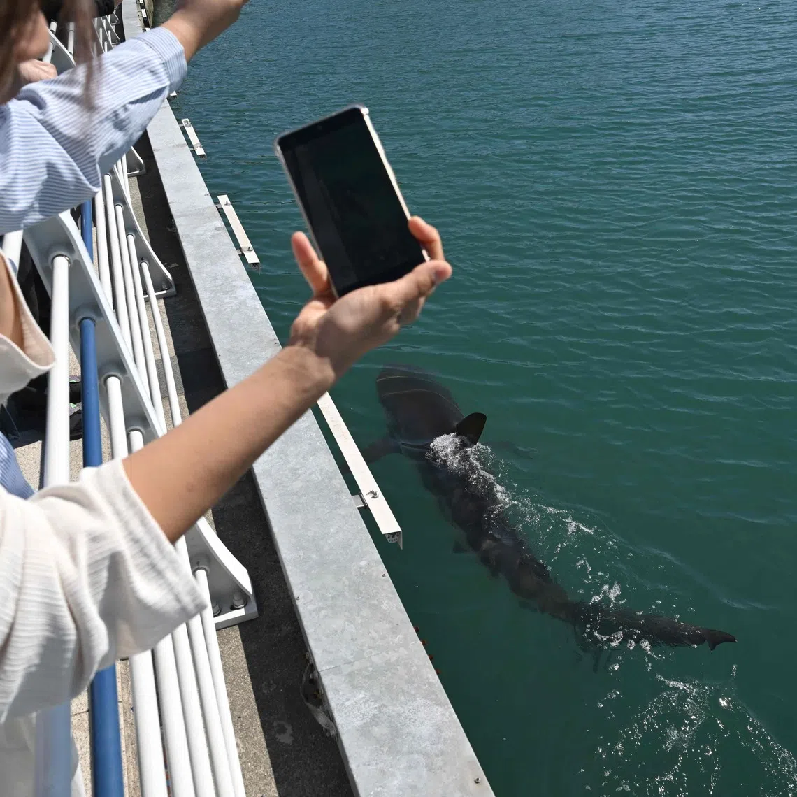 The 3m-long dusky shark was seen slamming its head into the canal wall on Oct 19.