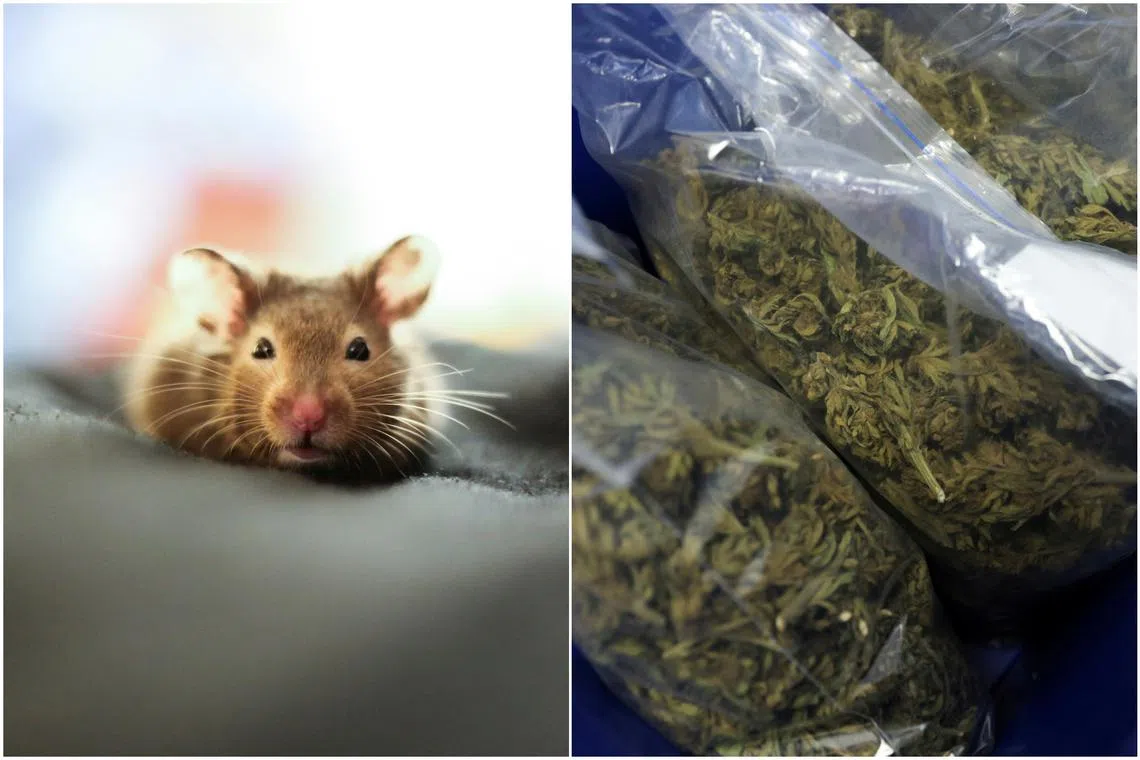 Rats, cockroaches and other vermin have been found inside the evidence room of the New Orleans Police Department, said the department's chief.