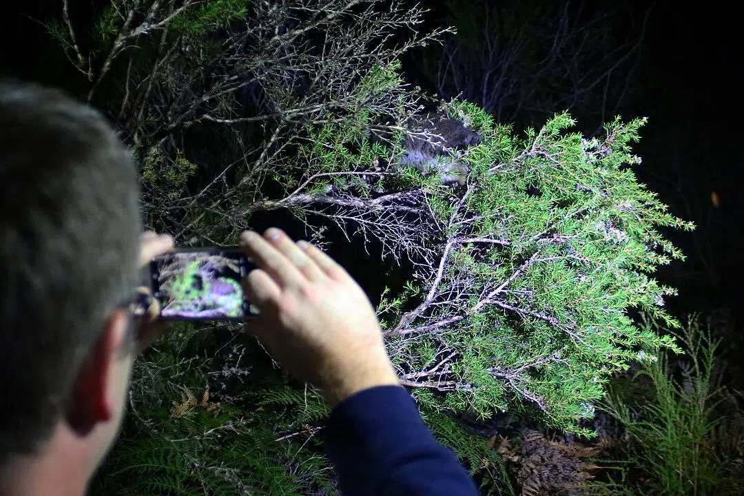 Guided nocturnal tours at Yelverton Brook