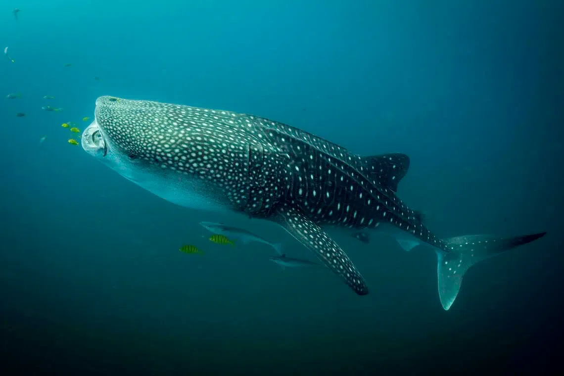 Decade-long study reveals Indonesia as a haven for world’s biggest shark