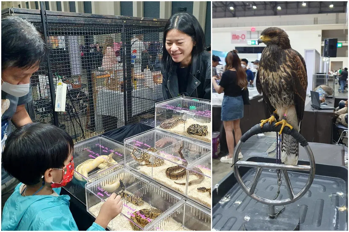 Boxes of colourful snakes and a steely-eyed Harris' hawk were among the exotic animals on display at the International Pet Variety Exhibition in Thailand in October.