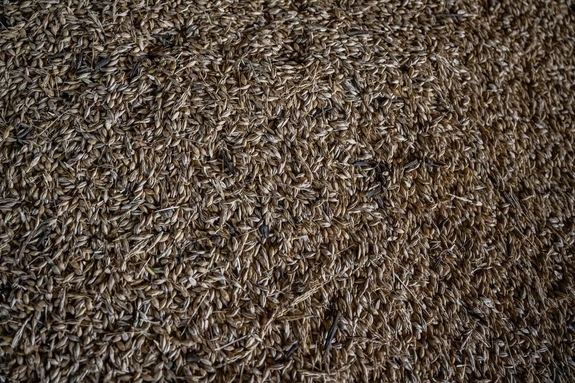 Wheat grains are seen inside a storage of a farm near a frontline in the village of Velykomykhailivka in Dnipropetrovsk region, Ukraine August 15, 2023. REUTERS/Viacheslav Ratynskyi/File Photo
