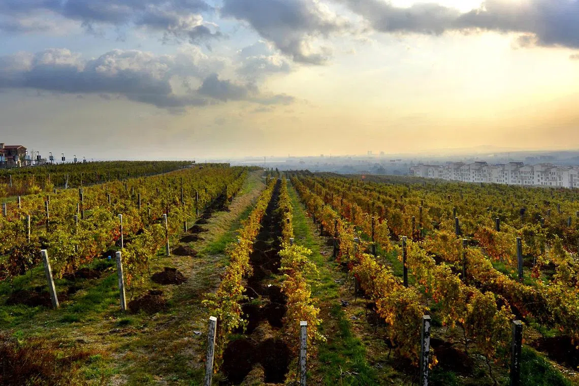 Grape vines in the Mahota Winery vineyard. 