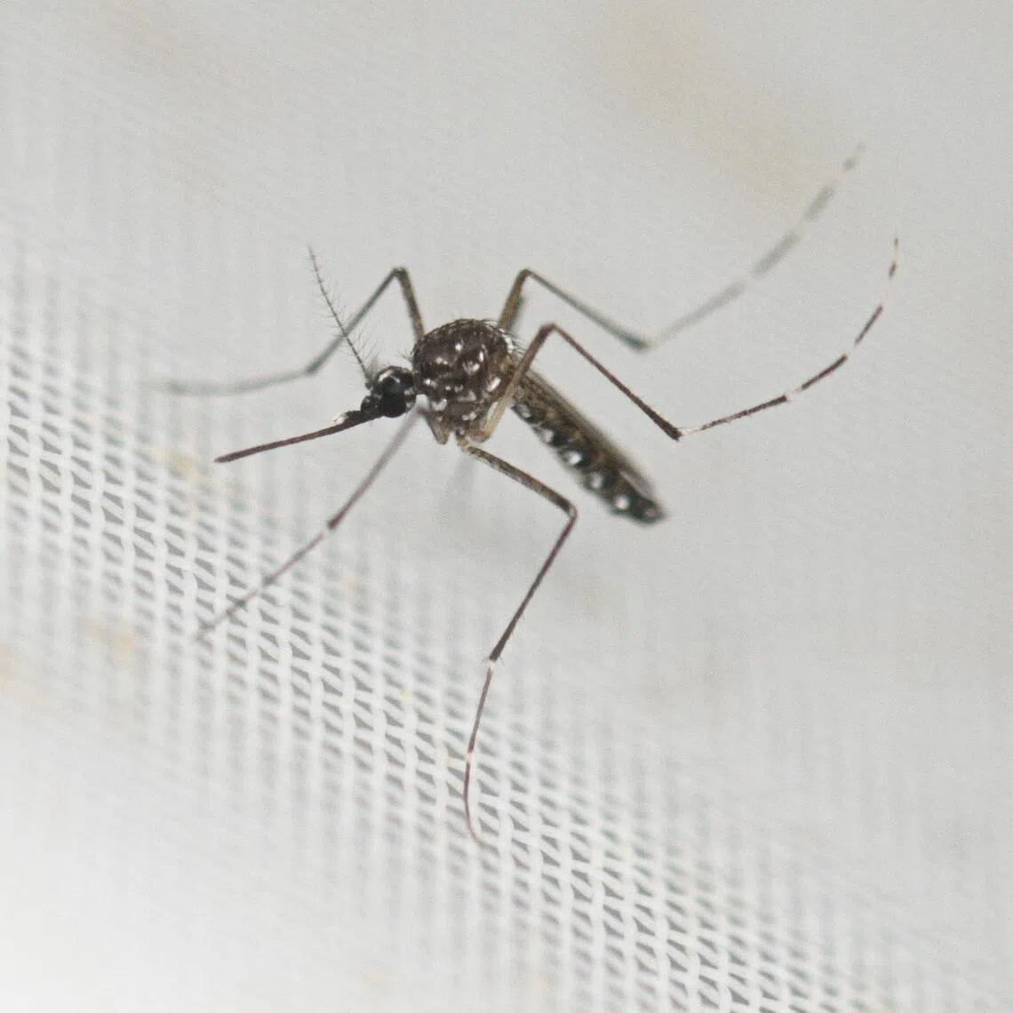 NEA also identified 24 dengue clusters from January to March, a decrease of about 56 per cent from the previous quarter.