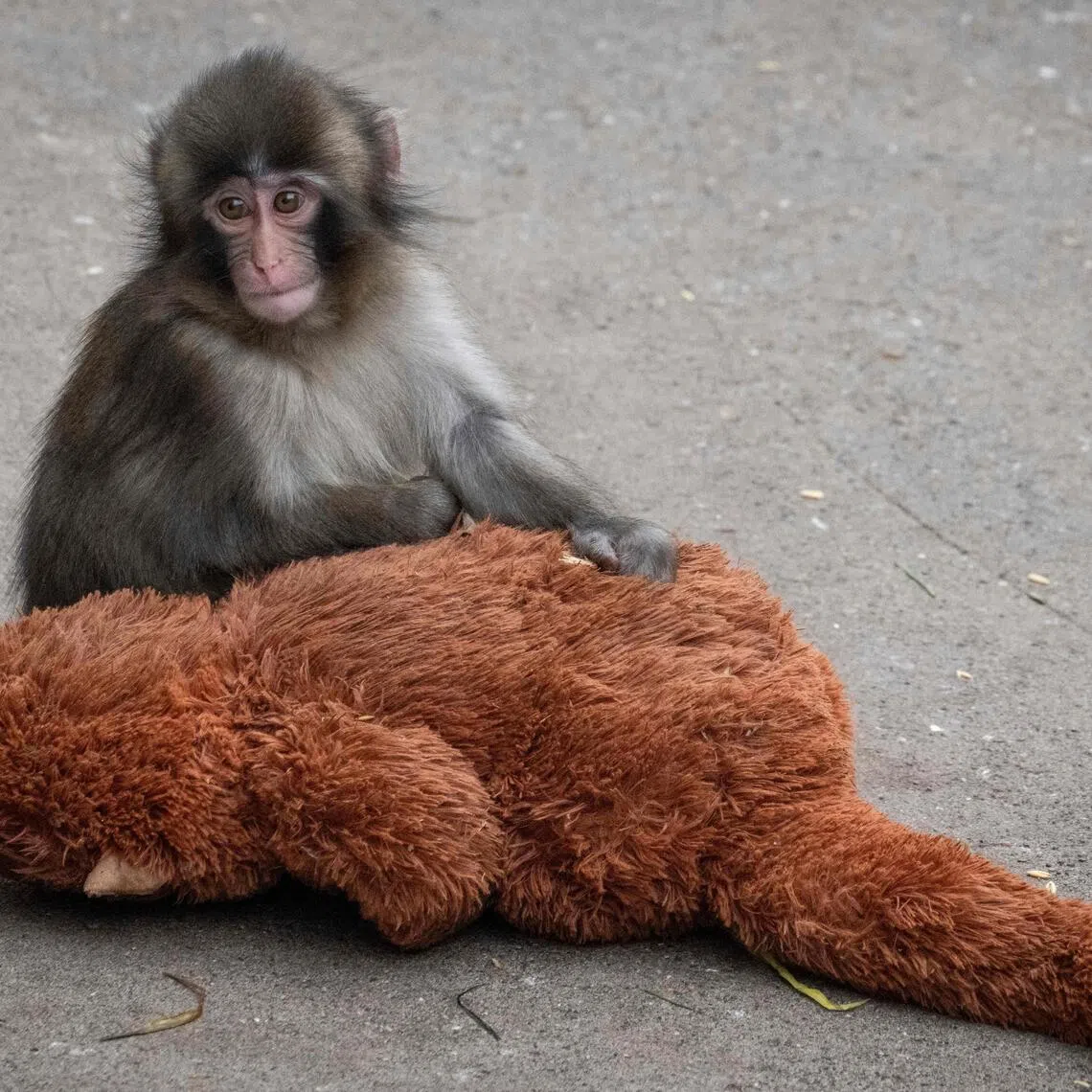 Punch, who was abandoned by his mother shortly after birth, sits with a stuffed orangutan toy at Ichikawa City Zoo and Botanical Gardens.