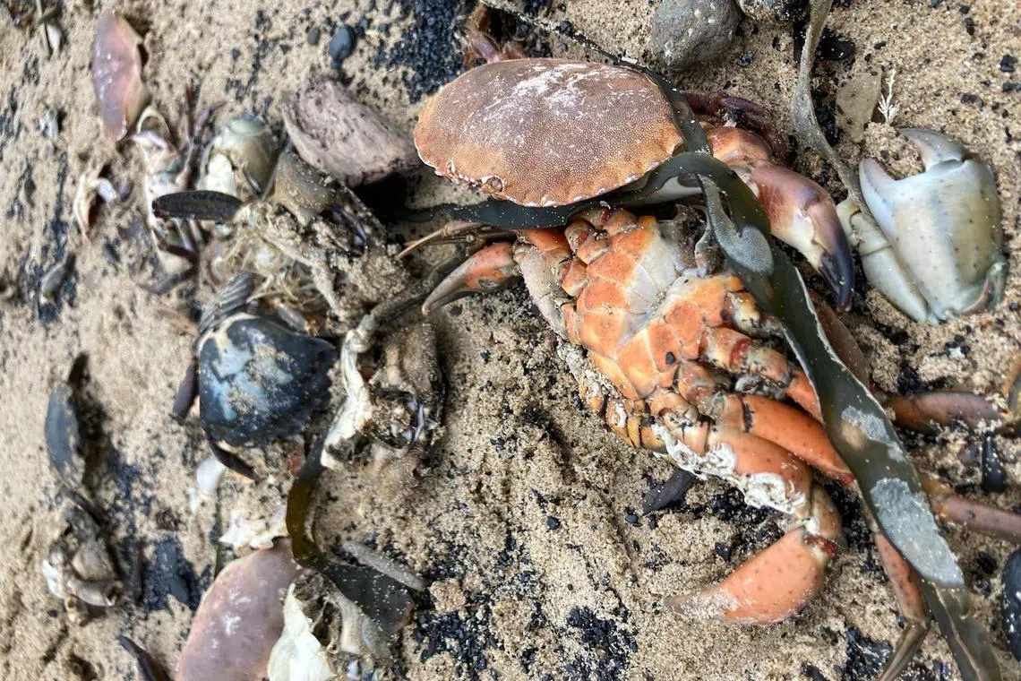 Dead and dying crabs and lobsters began washing up en masse at beaches in the Teesside region in October 2021.