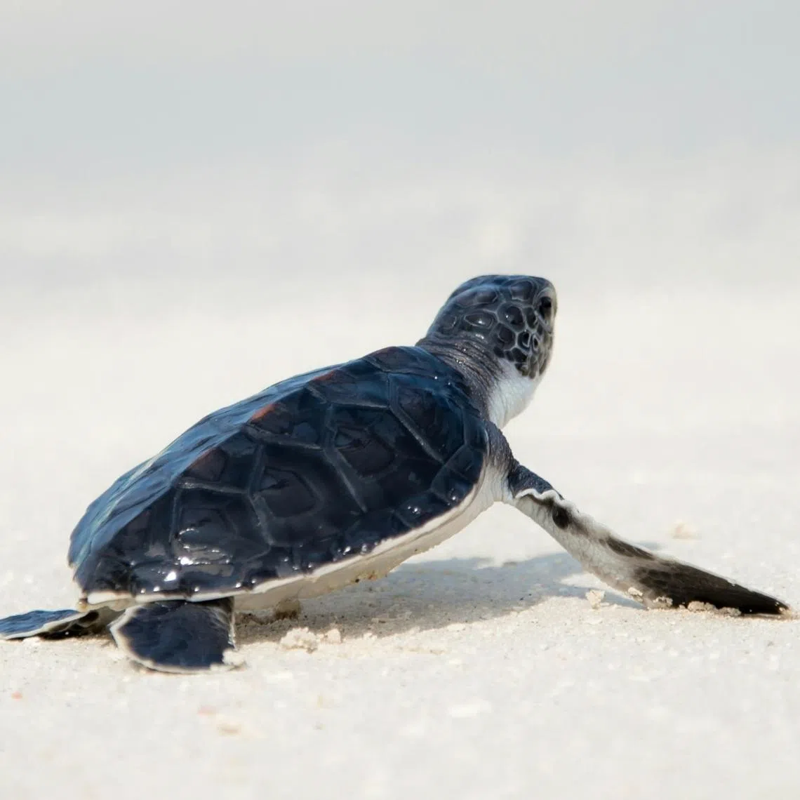 Authorities confiscated 44 turtles of various species during a raid at a house in Kangar.