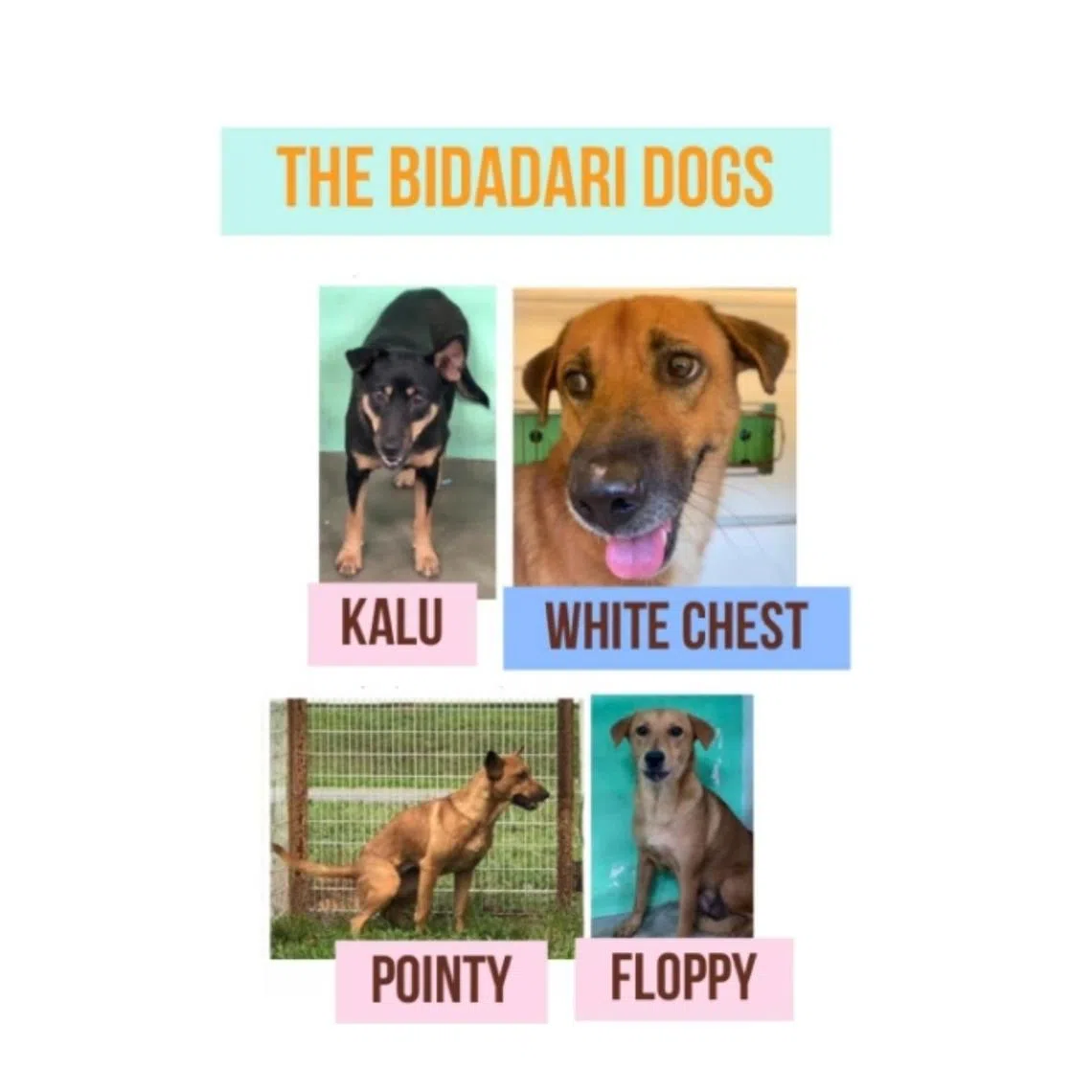Some are appealing for the animals to stay, saying the stress of eviction would kill the old and unusually skittish canines. 