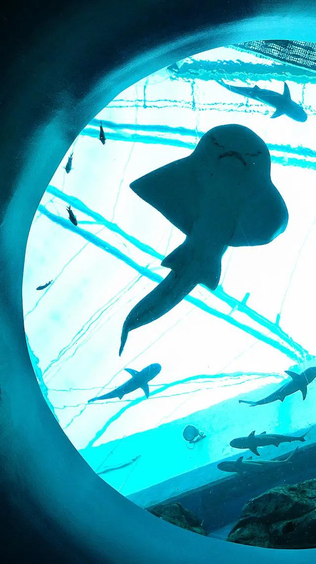 ST20260421-202629600816-Lim Yaohui-Ang Qing-aqocean/

Bowmouth Guitarfish swimming at Singapore Oceanarium on April 21, 2026.

Behind the scenes of Singapore Oceanarium’s Animal Care Centres and explore how one of Asia’s leading aquarium-based conservation institution is combining science, conservation, and community engagement, setting new global standards for how aquariums can breed and care for animals and protect our oceans.

(ST PHOTO: LIM YAOHUI)