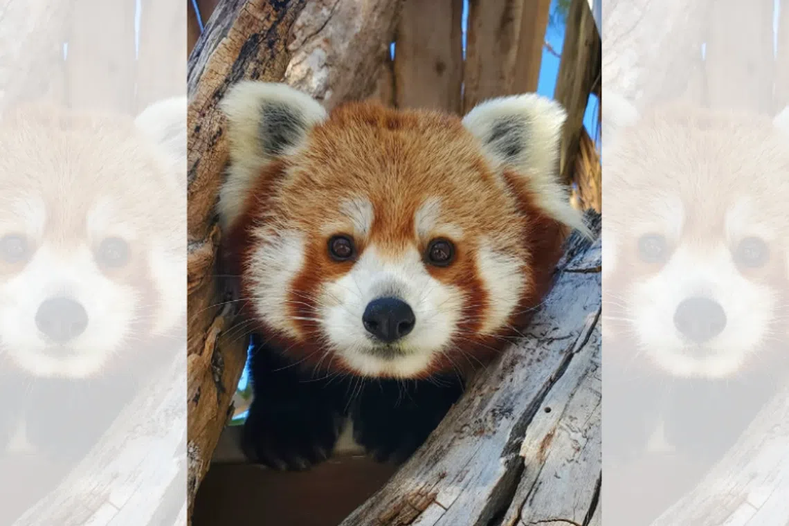 Star, the Henry Doorly Zoo’s only red panda, was described by her keepers as mellow, unusually attentive, and quick to learn.