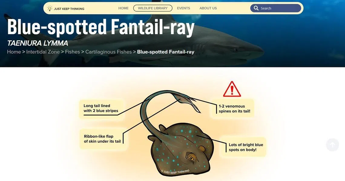 On Just Keep Thinking’s website, people can learn about intertidal creatures such as the blue-spotted fantail ray. There are engaging drawings and bite-sized information.
