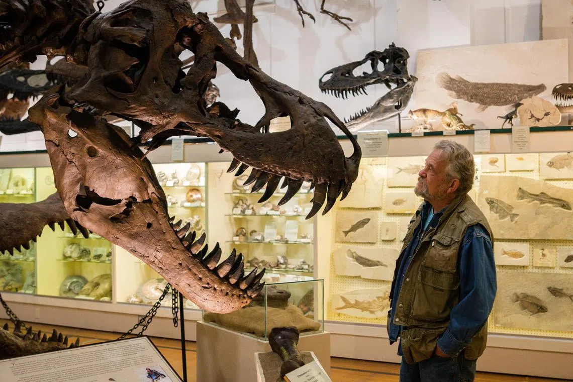 Mr Peter Larson, whose excavation company has been at the forefront of the boom in dinosaur fossil sales, with a cast of a Tyrannosaurus rex named Stan at his museum in Hill City, South Dakota.