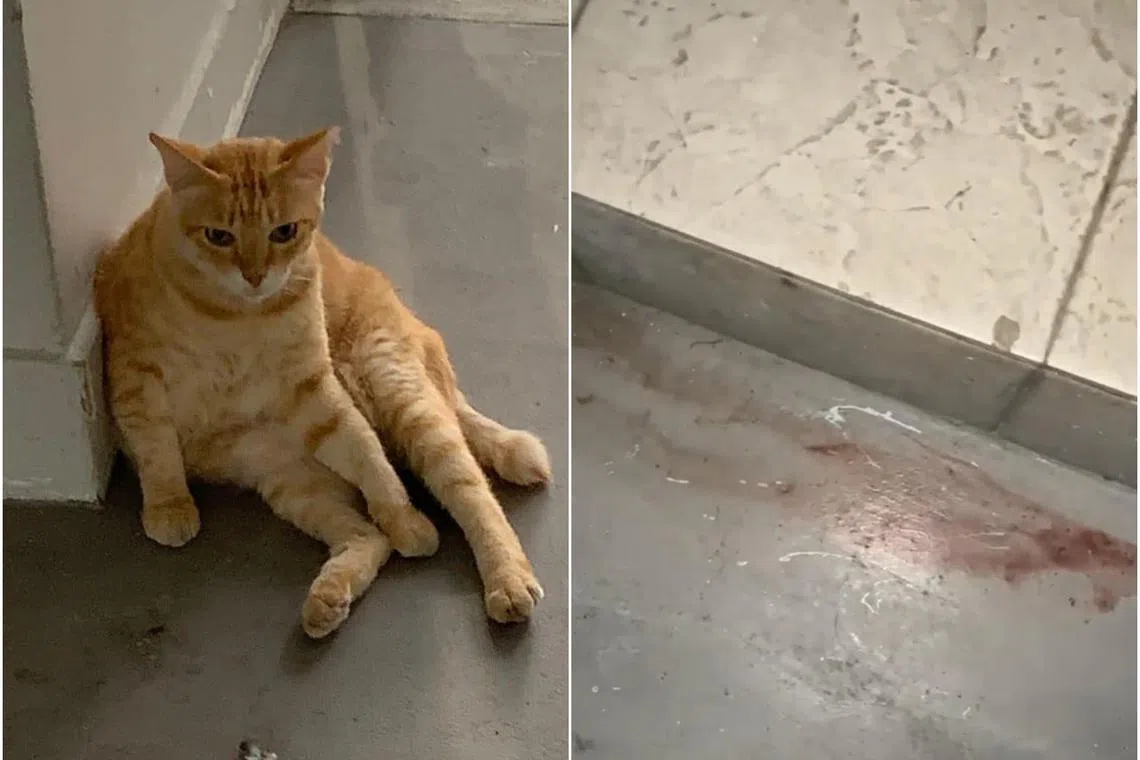Ms Sharon Ong said that a cleaner told another cat feeder that a ginger cat was found dead in a drain with its face slashed. 