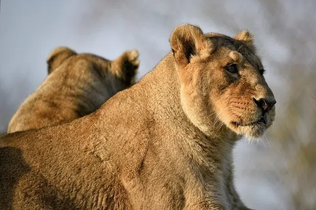 The influencer had gained fame for posting video clips on how to raise a lion.
