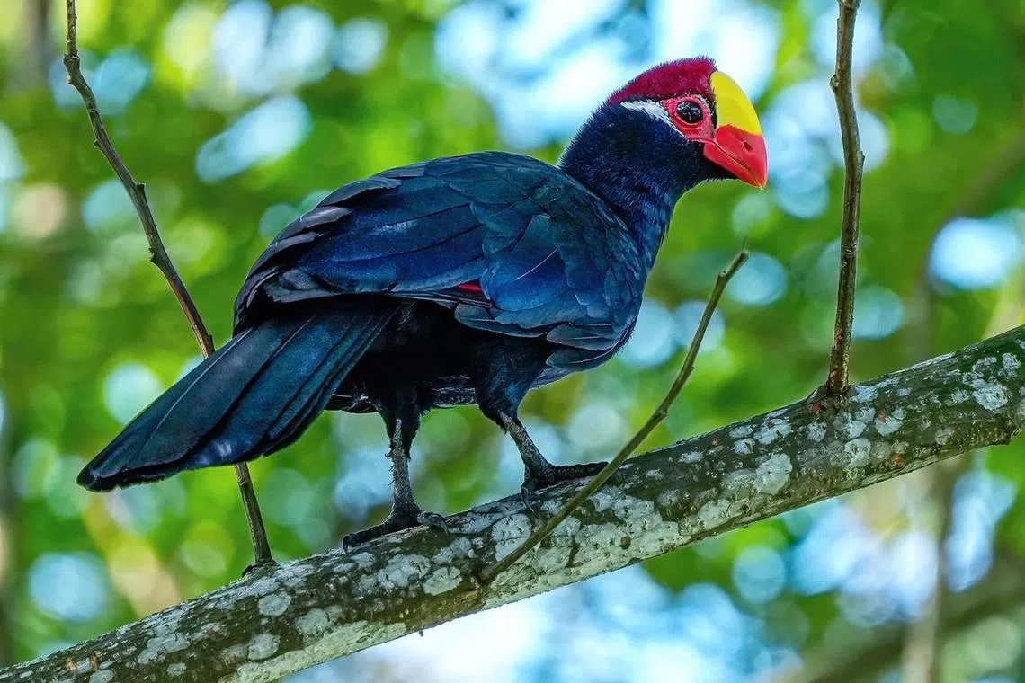 The violet turaco is native to West Africa, but one was spotted outside Singapore's Seletar Camp on Jan 3.
