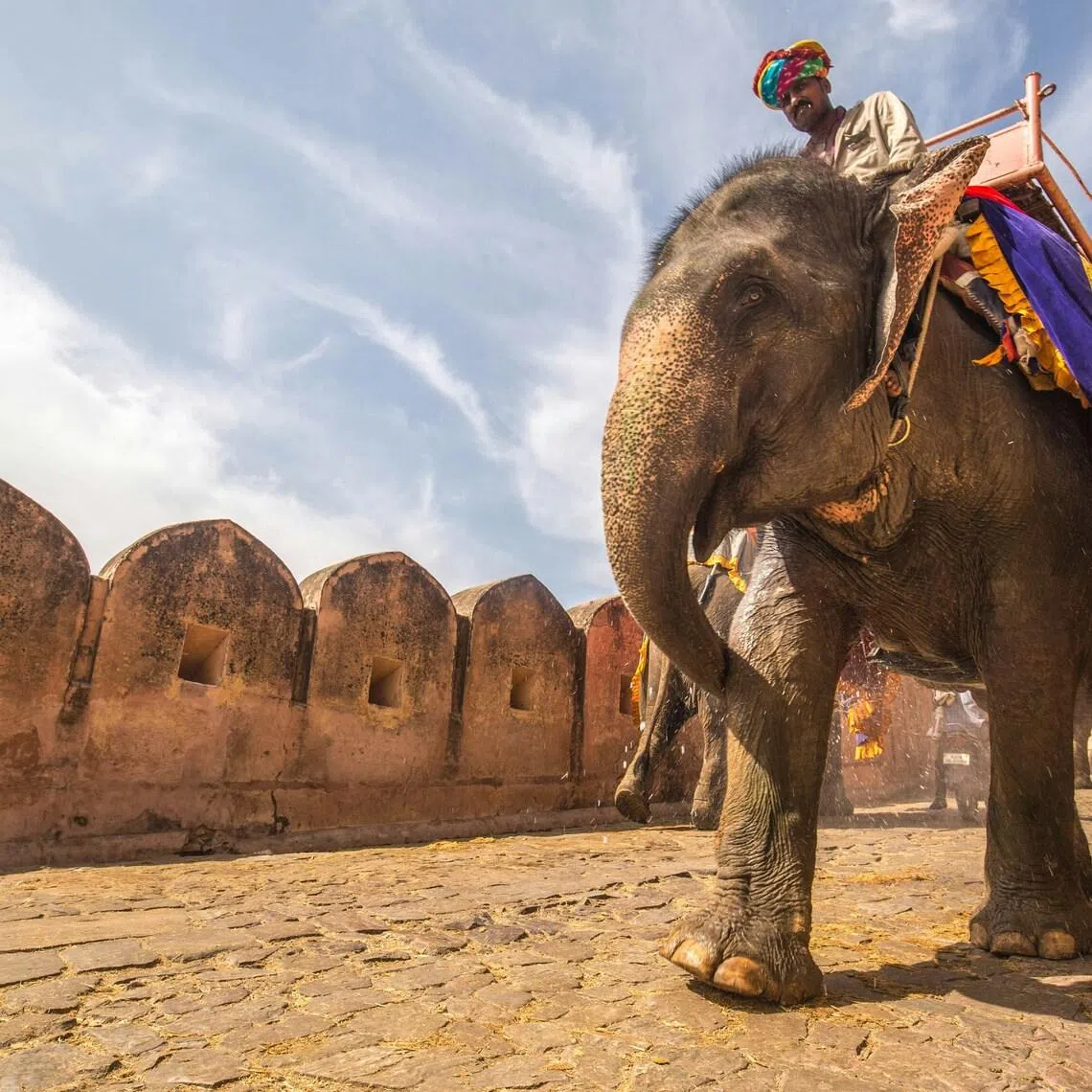 There are more than 2,600 captive elephants in India, according to environment ministry estimates.