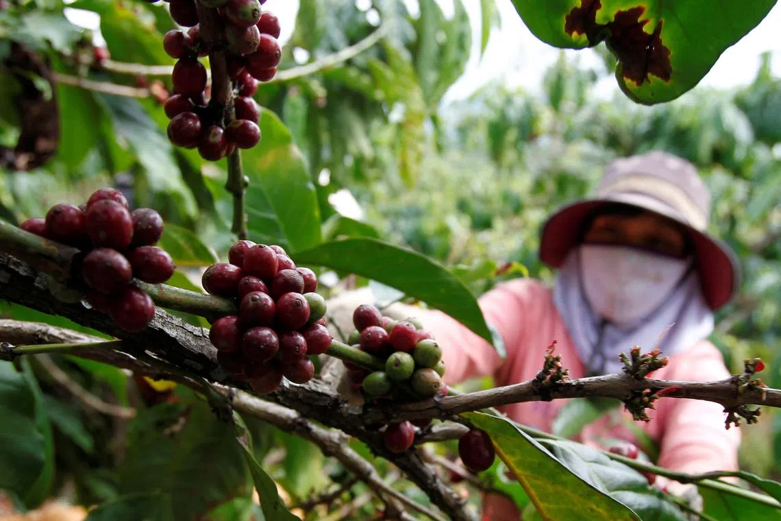Vietnam's coffee exports have increased year-on-year as unfavourable weather conditions caused by climate change cause coffee prices to rise all over the world.