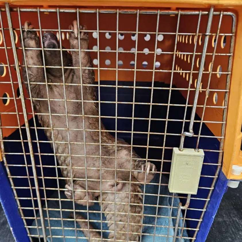 ACRES had received a call from a resident about “an unusual animal” that had squeezed into the household appliance from below.