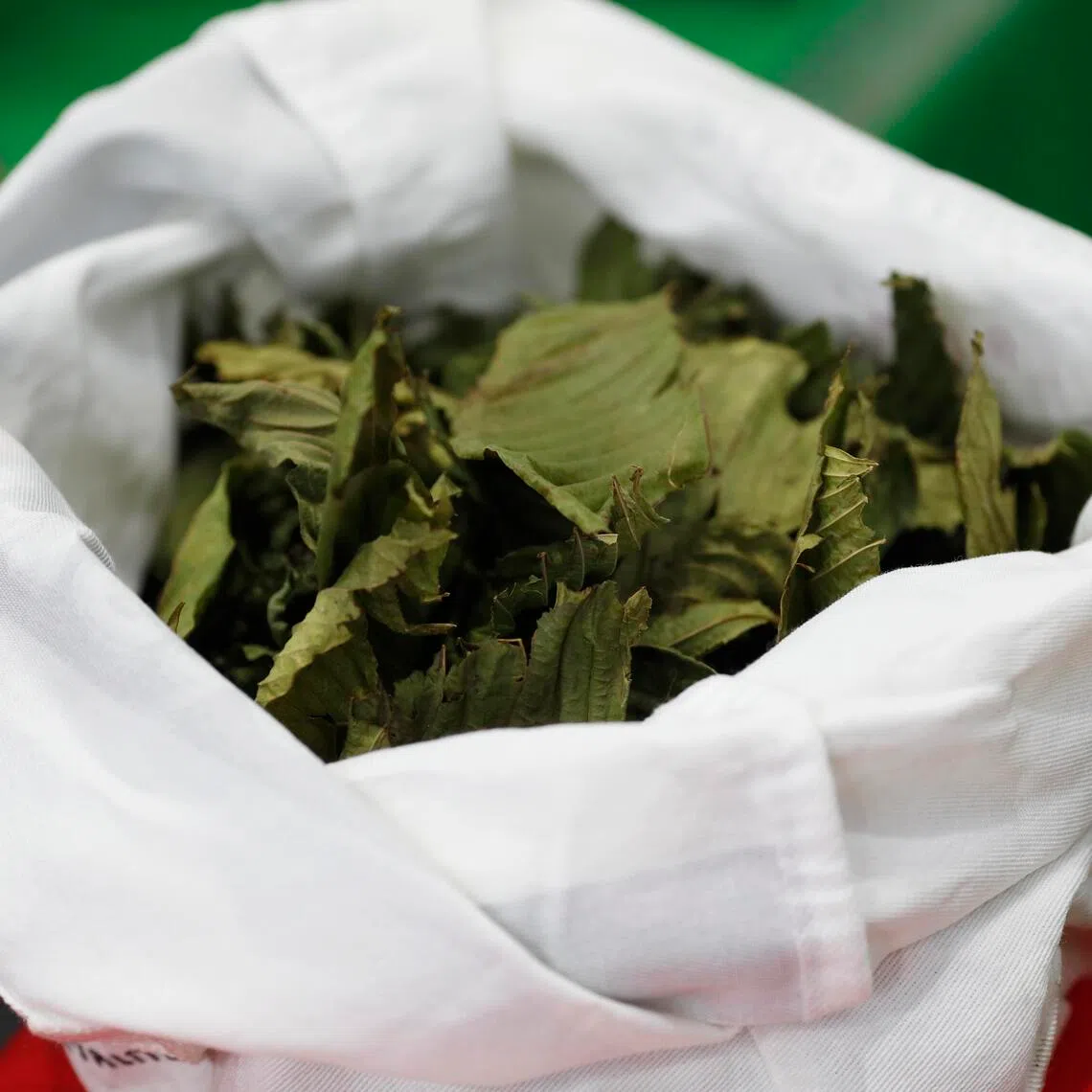 Mitragyna speciosa leaves, known in Thai as Kratom, which has an opioid-like effect, on display at a forum in Bangkok.