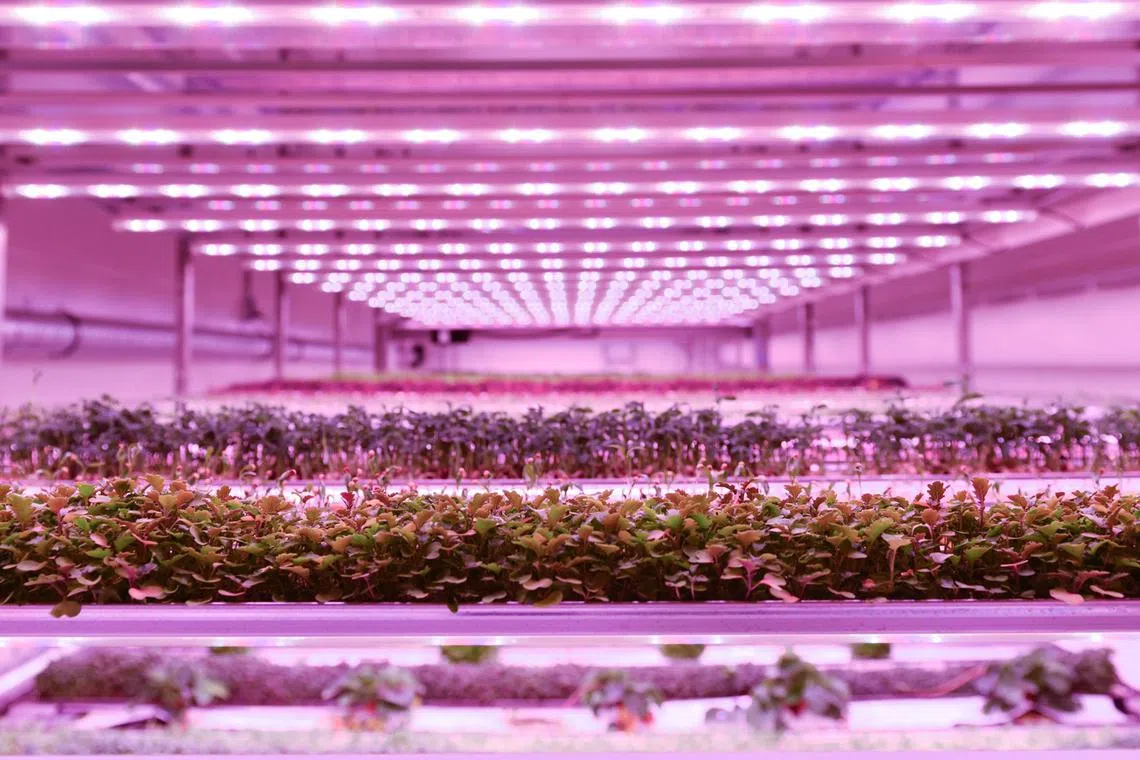 Advanced technology is used to control growth parameters and produce crops year-round

Credit: Growy