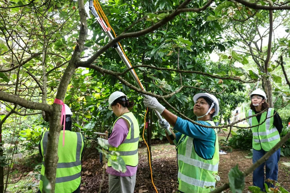 Participants in the pruning principles and techniques workshop practise pruning techniques at Jurong Lake Gardens on June 30.