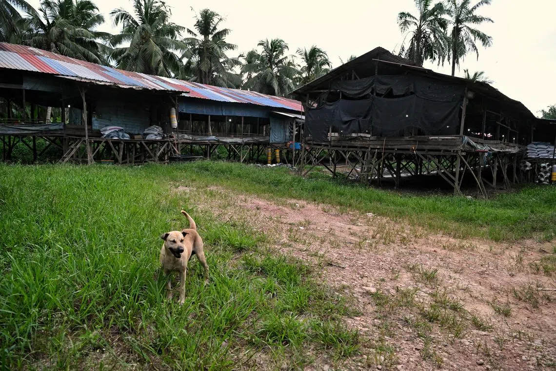 ST20220922_202256526831 Kua Chee Siong/ dschicken02/ Generic pix of a guard dog at a chicken farm in the district of Segamat in Muar, Malaysia on 22 Sep 2022, for story on the planned resumption of Malaysian chicken exports from October. Malaysia's announcement on Monday (Aug 29) of a further lifting of a ban on chicken exports in place since June 1 came with several caveats, including allowing only selected farms to resume exports.