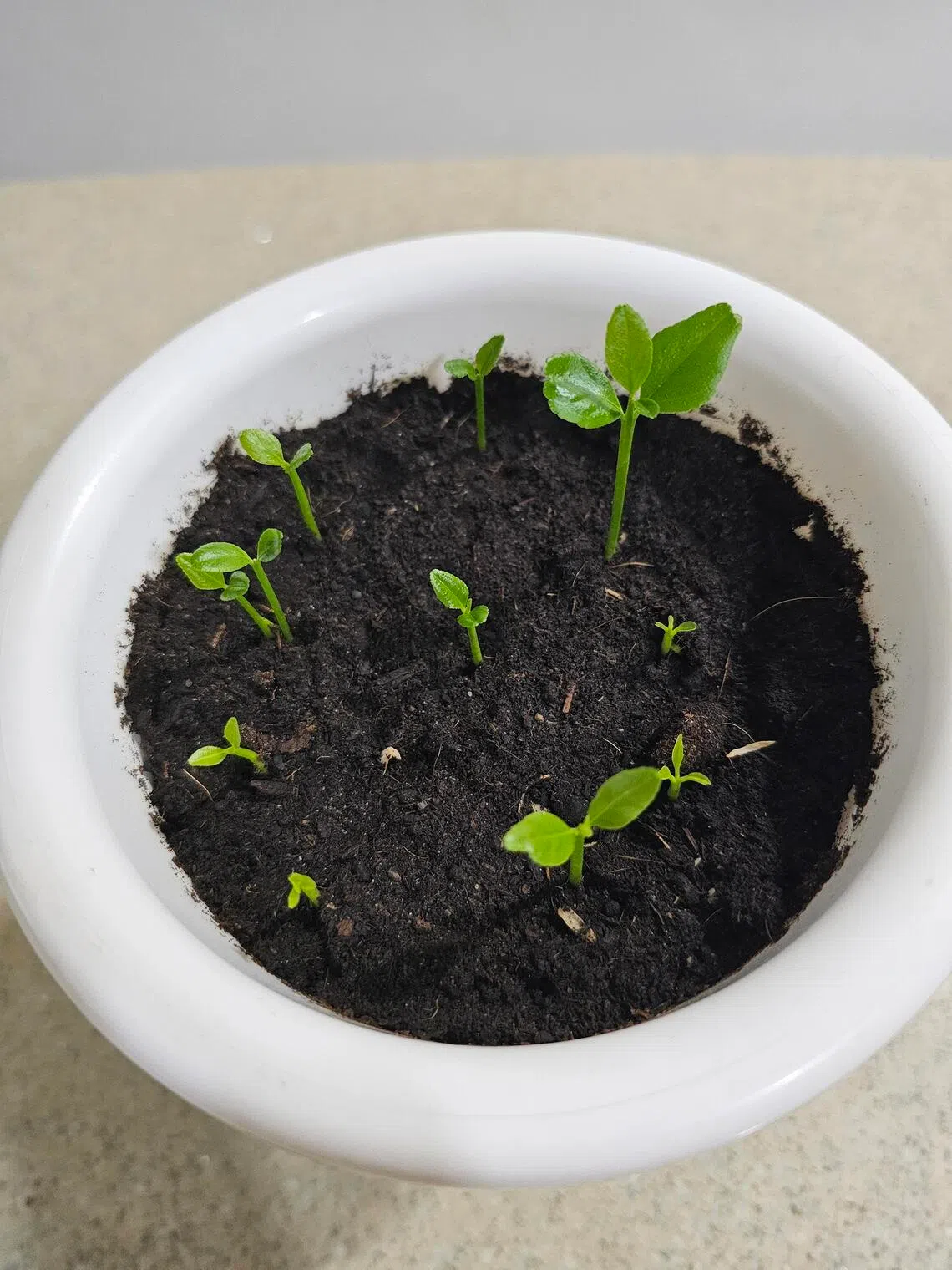 Growing the seeds from a lemon from the supermarket can be a fun project.