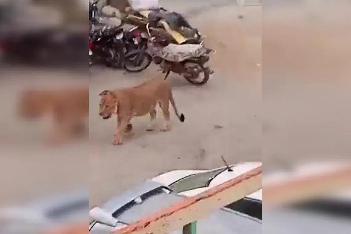 The lion was being transported by its owner when it escaped, on the main road of the bustling port city.