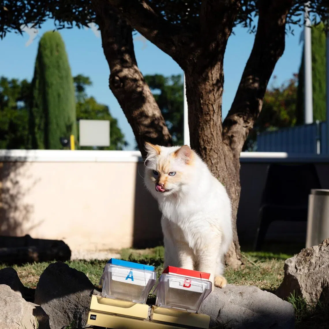 A cat testing cat food at the Royal Canin research centre in Aimargues, France. Even as the war in Iran has spurred inflation and wage growth has not kept up, the pet food market has kept growing.