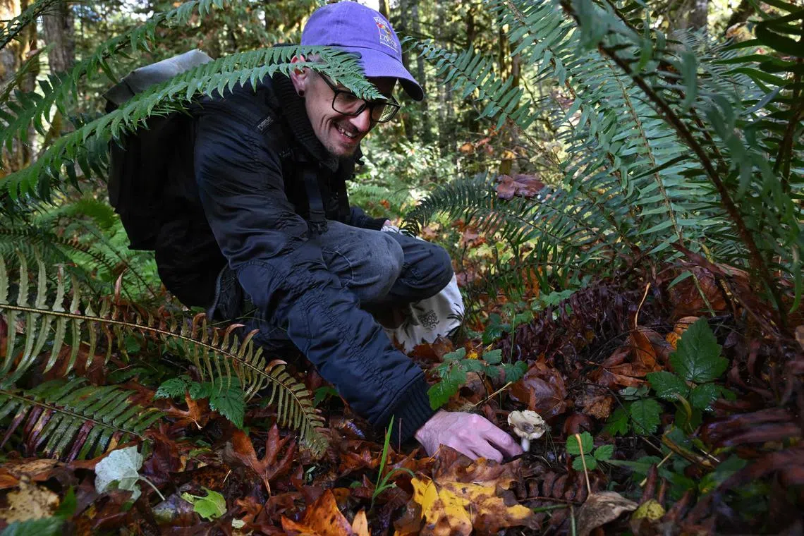 Graham Steinruck, certified wild mushroom identification expert and the founder of the “Biodiversity Collective," finds a honey mushrooms (Armillaria spp) during a mushroom biodiversity survey near Port Angeles, Washington, on October 17, 2024. Amateur mycologists and mushroom experts alike are stepping up efforts to identify and name the approximately 94 percent of fungi that have yet to be identified out the 2.5 million species of fungi that are thought to exist on earth.  So far less than six percent of mushrooms have been classified. The recognition of the importance of fungi in the earth’s health and ecology has grown, so much so that the role of mushrooms is set to come up for discussion at the UN Convention on Biological Diversity COP16 meeting in Colombia, which kicks off on October 21, 2024. (Photo by Robyn Beck / AFP)